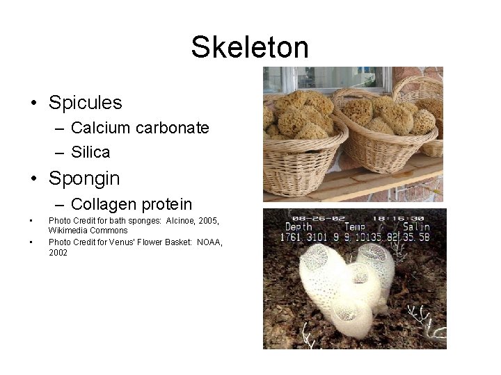 Skeleton • Spicules – Calcium carbonate – Silica • Spongin – Collagen protein •