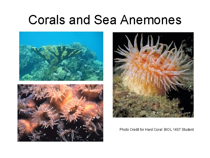 Corals and Sea Anemones Photo Credit for Hard Coral: BIOL 1407 Student 