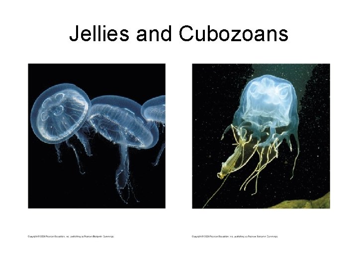 Jellies and Cubozoans 