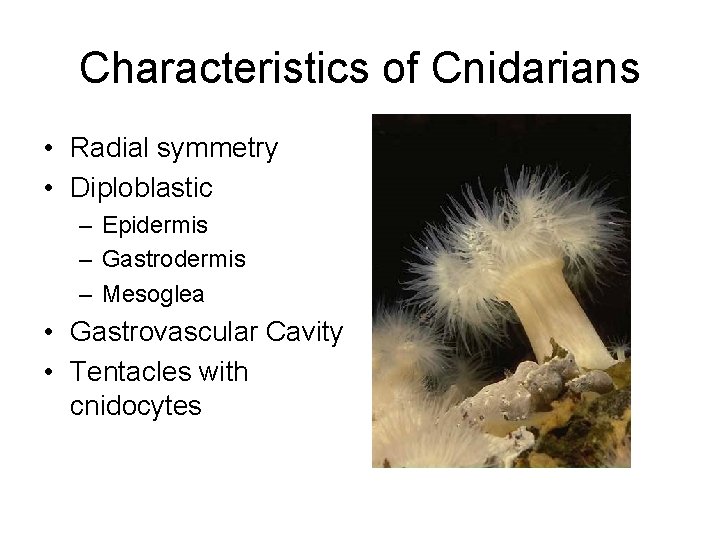 Characteristics of Cnidarians • Radial symmetry • Diploblastic – Epidermis – Gastrodermis – Mesoglea