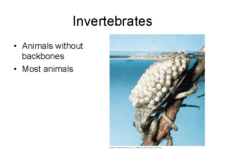 Invertebrates • Animals without backbones • Most animals 