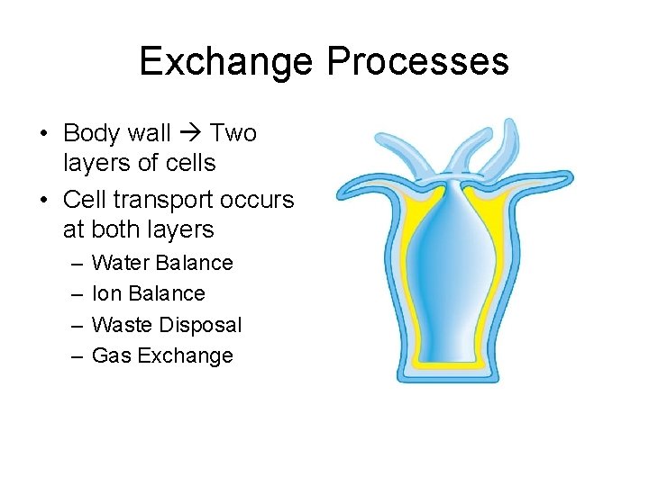 Exchange Processes • Body wall Two layers of cells • Cell transport occurs at