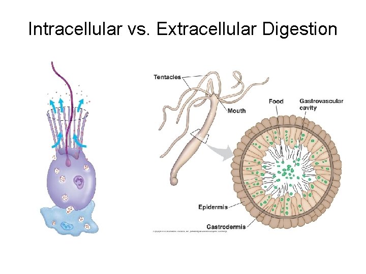 Intracellular vs. Extracellular Digestion 