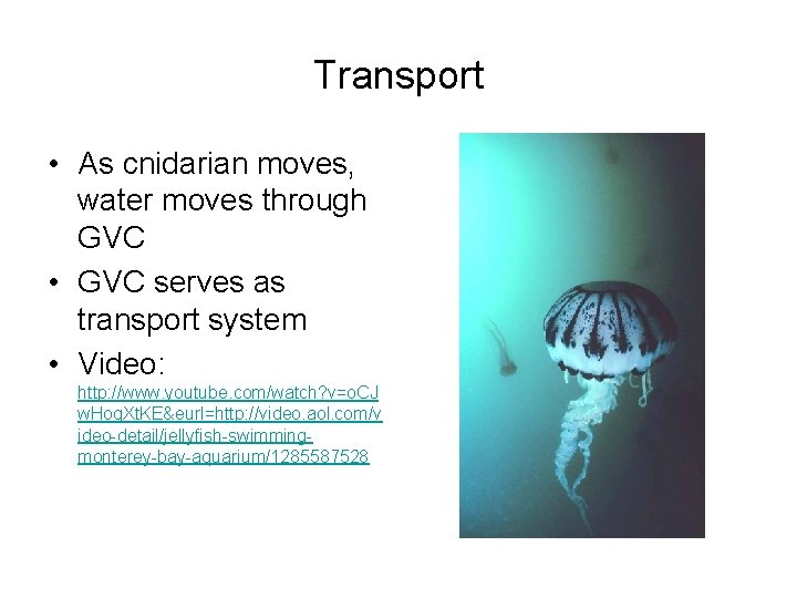 Transport • As cnidarian moves, water moves through GVC • GVC serves as transport