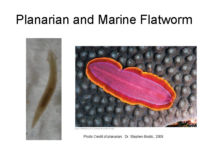 Planarian and Marine Flatworm Photo Credit of planarian: Dr. Stephen Bostic, 2008 