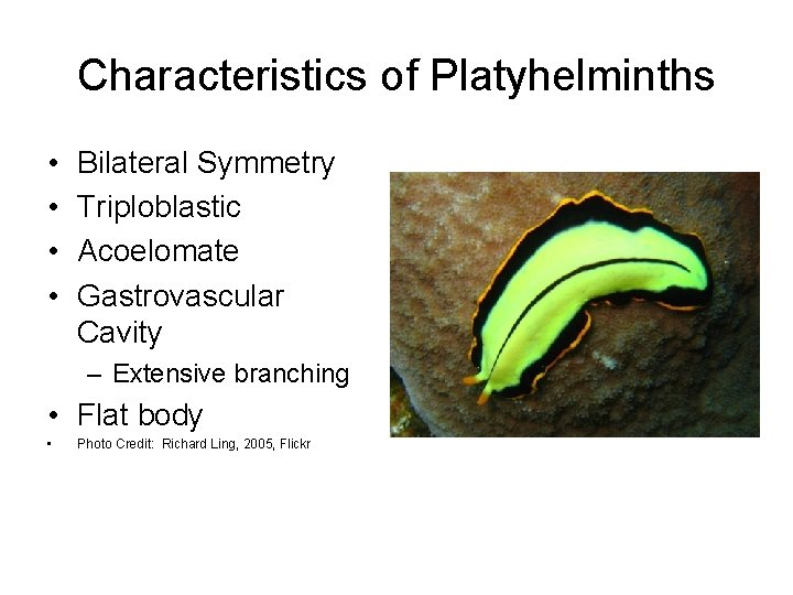 Characteristics of Platyhelminths • • Bilateral Symmetry Triploblastic Acoelomate Gastrovascular Cavity – Extensive branching