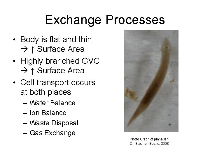 Exchange Processes • Body is flat and thin ↑ Surface Area • Highly branched