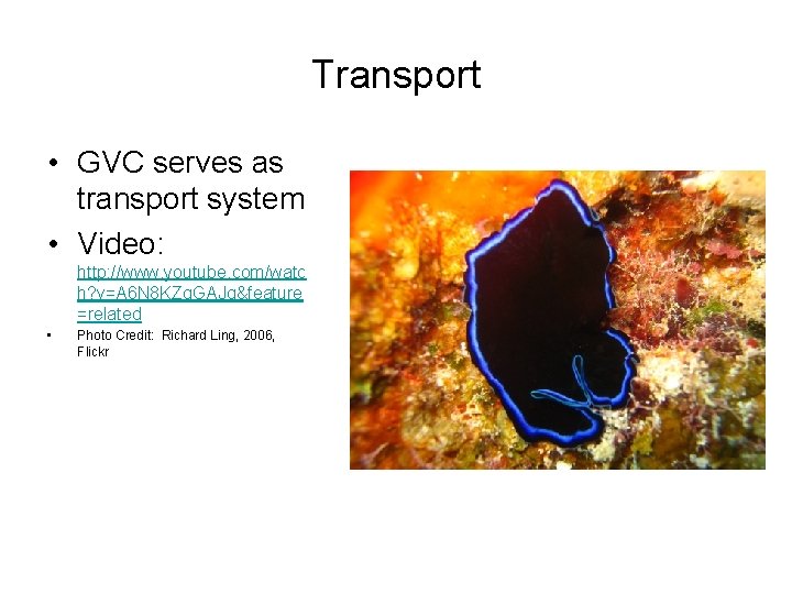 Transport • GVC serves as transport system • Video: http: //www. youtube. com/watc h?