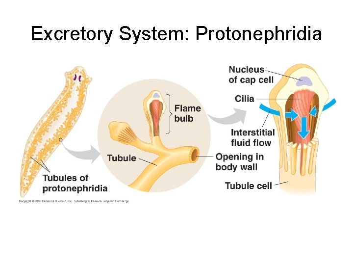 Excretory System: Protonephridia 