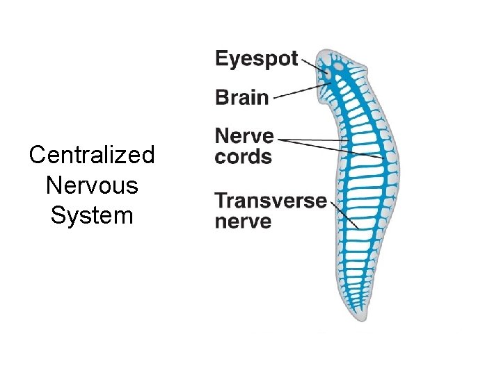 Centralized Nervous System 