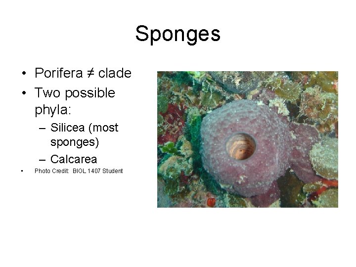 Sponges • Porifera ≠ clade • Two possible phyla: – Silicea (most sponges) –