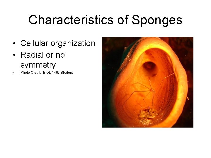 Characteristics of Sponges • Cellular organization • Radial or no symmetry • Photo Credit: