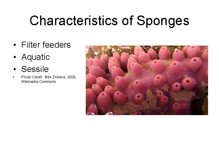 Characteristics of Sponges • Filter feeders • Aquatic • Sessile • Photo Credit: Mila