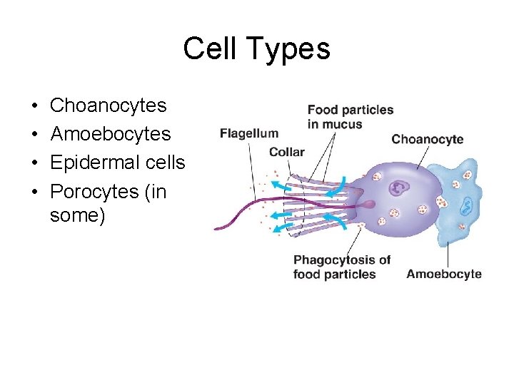 Cell Types • • Choanocytes Amoebocytes Epidermal cells Porocytes (in some) 