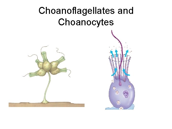 Choanoflagellates and Choanocytes 