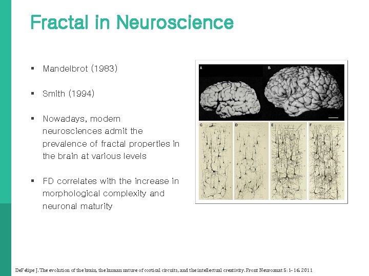 Fractal in Neuroscience § Mandelbrot (1983) § Smith (1994) § Nowadays, modern neurosciences admit