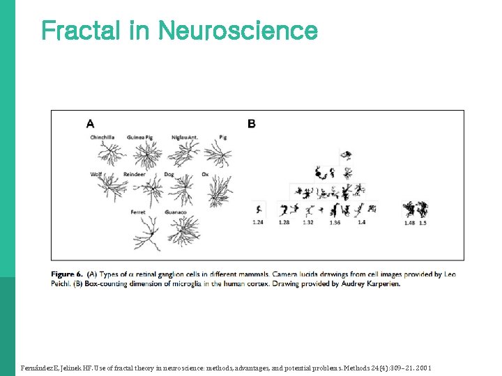 Fractal in Neuroscience Fernández E, Jelinek HF. Use of fractal theory in neuroscience: methods,