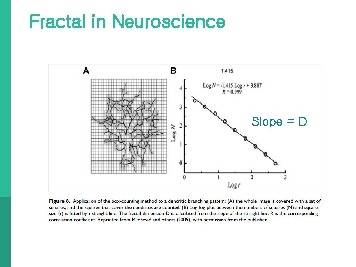 Fractal in Neuroscience Slope = D 