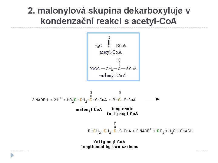 2. malonylová skupina dekarboxyluje v kondenzační reakci s acetyl-Co. A 