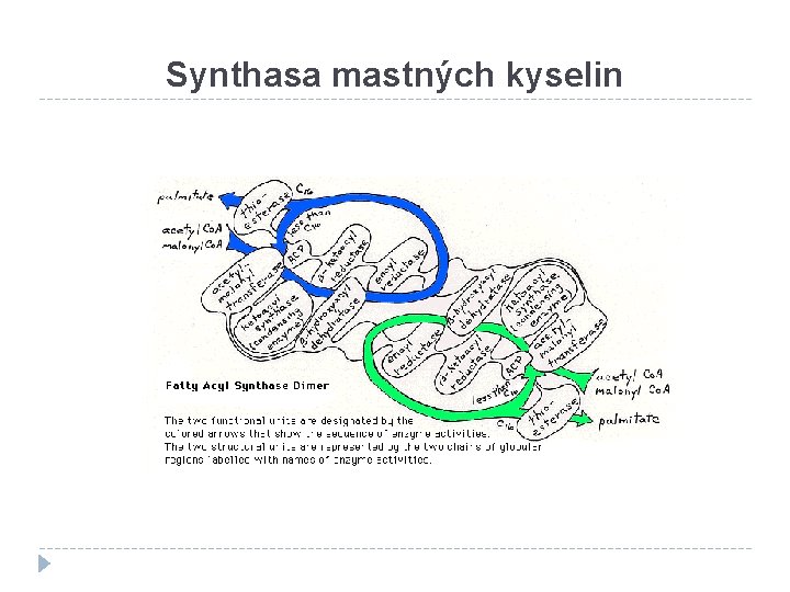 Synthasa mastných kyselin 