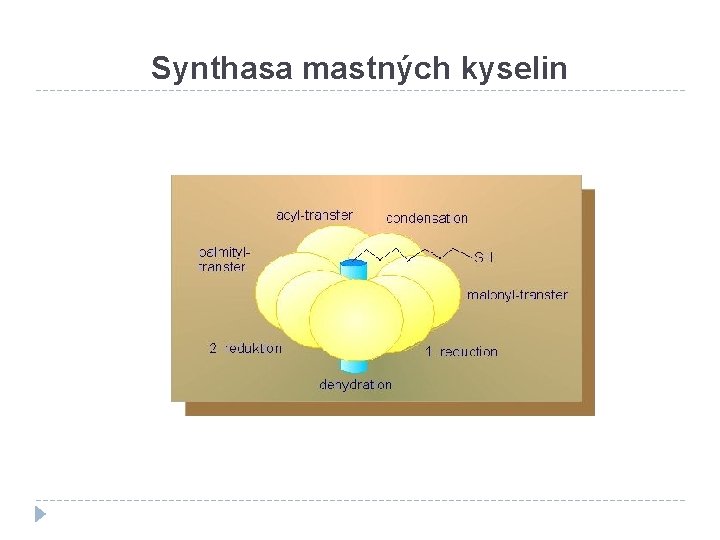 Synthasa mastných kyselin 