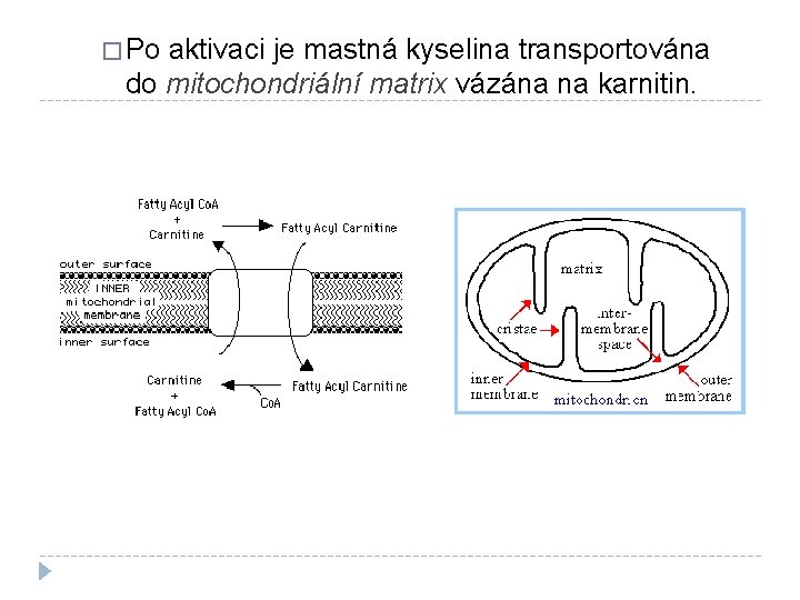 � Po aktivaci je mastná kyselina transportována do mitochondriální matrix vázána na karnitin. 