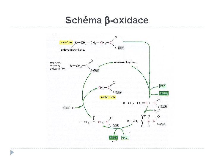 Schéma b-oxidace 