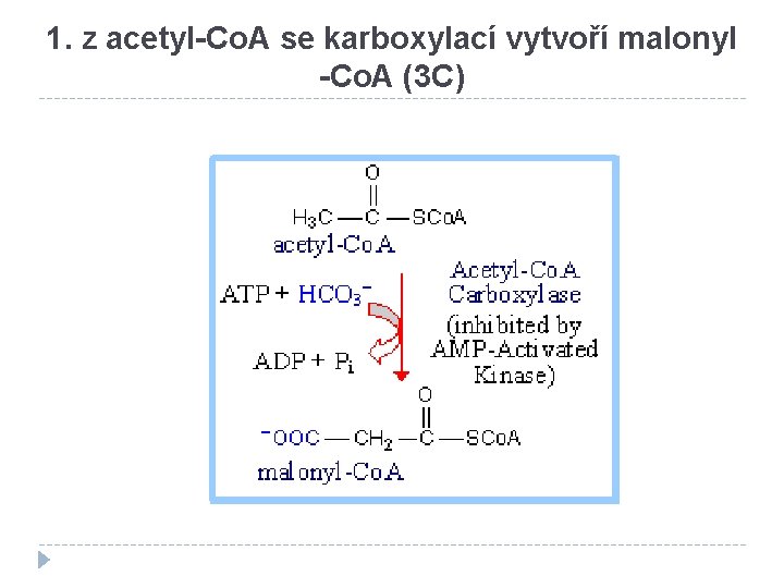 1. z acetyl-Co. A se karboxylací vytvoří malonyl -Co. A (3 C) 