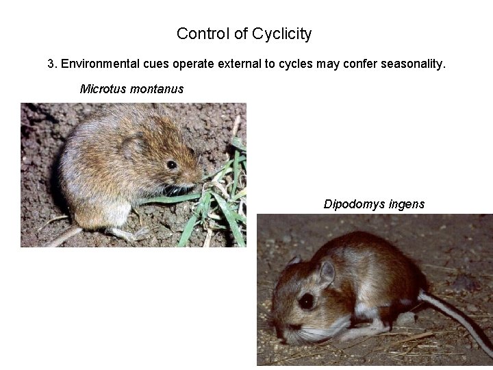 Control of Cyclicity 3. Environmental cues operate external to cycles may confer seasonality. Microtus