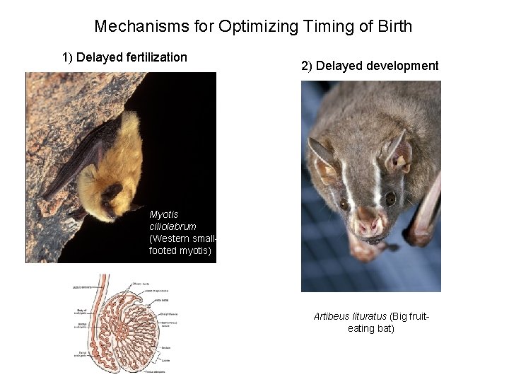Mechanisms for Optimizing Timing of Birth 1) Delayed fertilization 2) Delayed development Myotis ciliolabrum