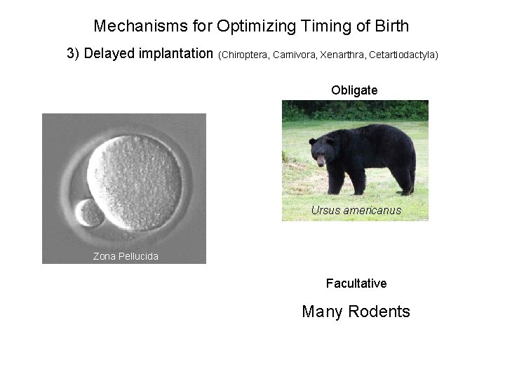 Mechanisms for Optimizing Timing of Birth 3) Delayed implantation (Chiroptera, Carnivora, Xenarthra, Cetartiodactyla) Obligate