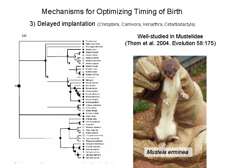 Mechanisms for Optimizing Timing of Birth 3) Delayed implantation (Chiroptera, Carnivora, Xenarthra, Cetartiodactyla) Well-studied