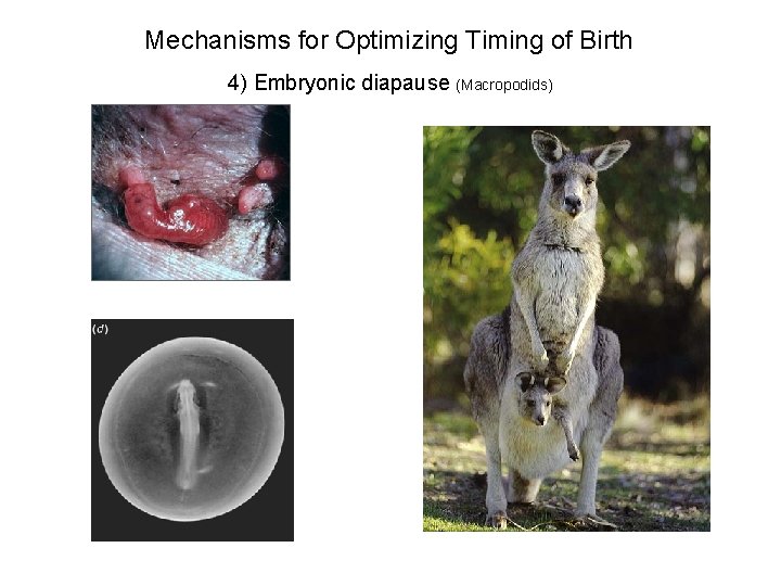Mechanisms for Optimizing Timing of Birth 4) Embryonic diapause (Macropodids) 