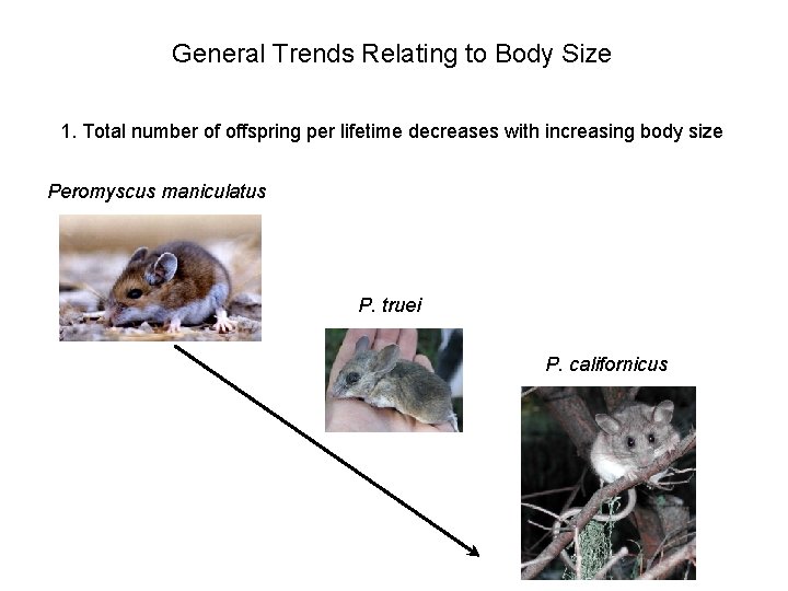 General Trends Relating to Body Size 1. Total number of offspring per lifetime decreases