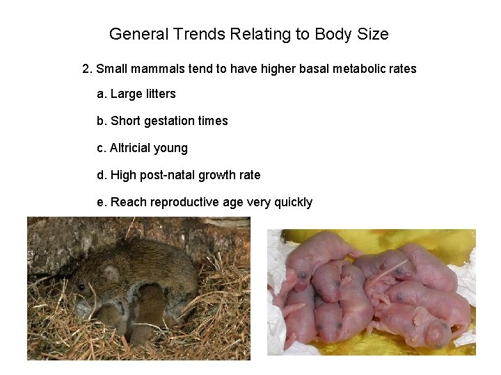 General Trends Relating to Body Size 2. Small mammals tend to have higher basal
