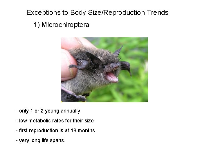Exceptions to Body Size/Reproduction Trends 1) Microchiroptera - only 1 or 2 young annually.