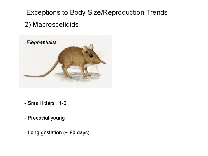 Exceptions to Body Size/Reproduction Trends 2) Macroscelidids Elephantulus - Small litters : 1 -2