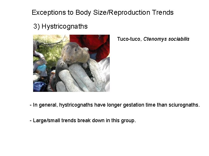 Exceptions to Body Size/Reproduction Trends 3) Hystricognaths Tuco-tuco, Ctenomys sociabilis - In general, hystricognaths