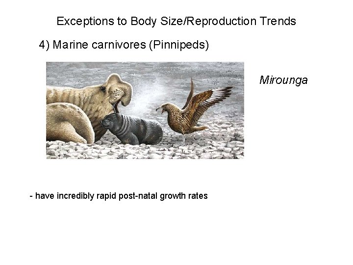 Exceptions to Body Size/Reproduction Trends 4) Marine carnivores (Pinnipeds) Mirounga - have incredibly rapid