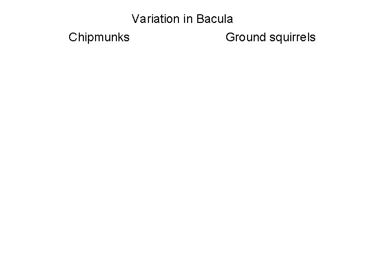Variation in Bacula Chipmunks Ground squirrels 