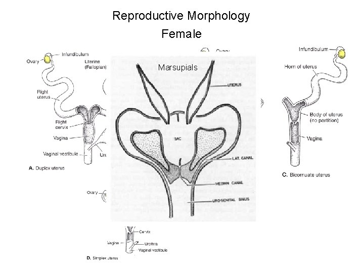 Reproductive Morphology Female Marsupials 
