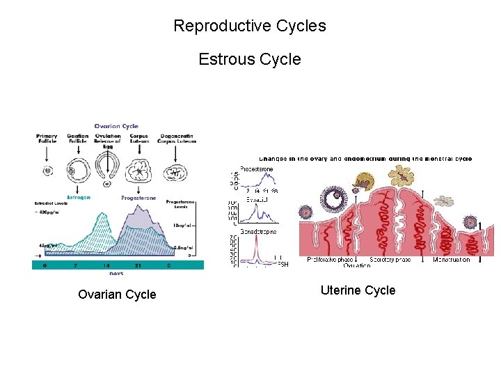 Reproductive Cycles Estrous Cycle Ovarian Cycle Uterine Cycle 