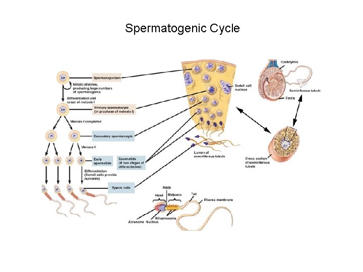 Spermatogenic Cycle 