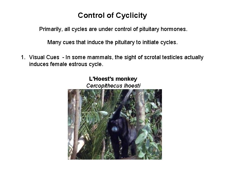 Control of Cyclicity Primarily, all cycles are under control of pituitary hormones. Many cues