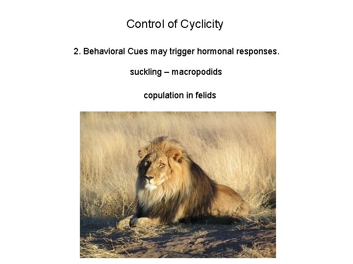 Control of Cyclicity 2. Behavioral Cues may trigger hormonal responses. suckling – macropodids copulation