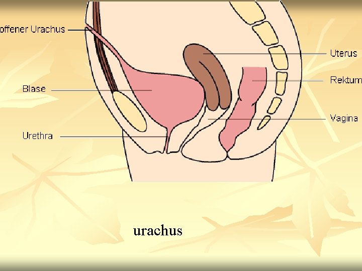 urachus 