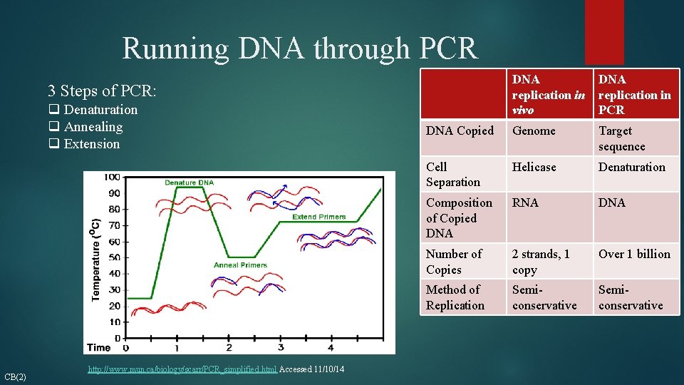 Running DNA through PCR DNA replication in vivo DNA replication in PCR DNA Copied