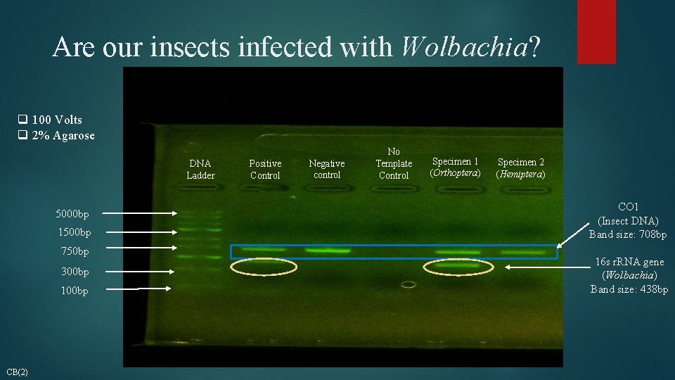Are our insects infected with Wolbachia? q 100 Volts q 2% Agarose DNA Ladder