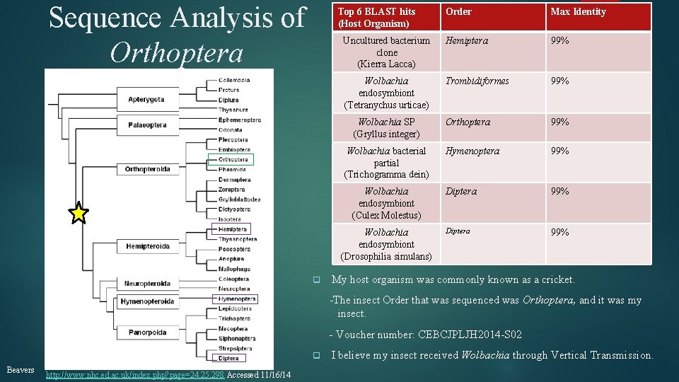Sequence Analysis of Orthoptera Top 6 BLAST hits (Host Organism) Order Max Identity Uncultured