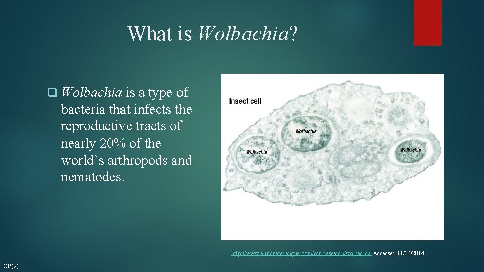 What is Wolbachia? q Wolbachia is a type of bacteria that infects the reproductive